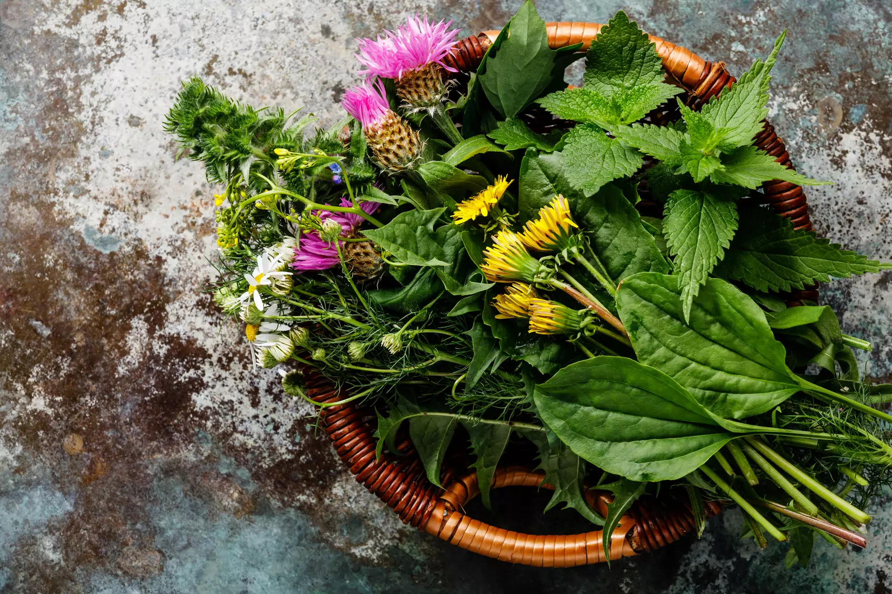 Wildpflanzen und Kräuter - Gesundheit trifft Genuss